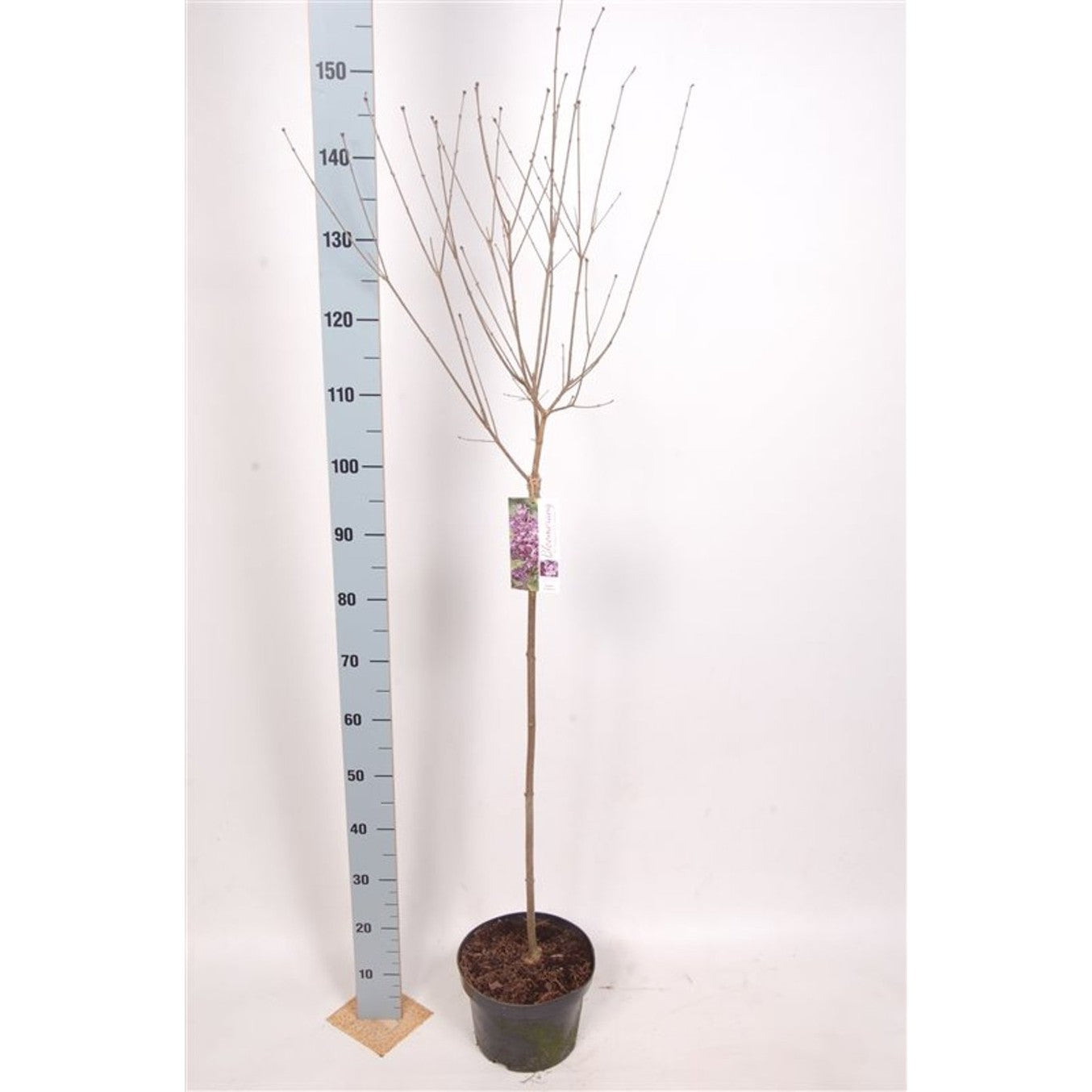 Syren – Syringa Bloomerang 'Dark Purple' - 80 CM Stem C5